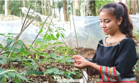 Người dân vùng cao Quảng Ngãi biến đại ngàn thành 'sinh kế xanh'