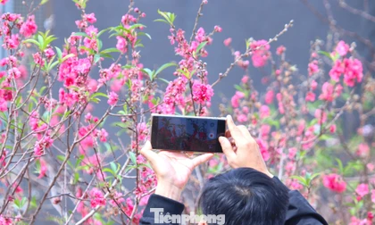 Đào bung nở trước tết, nhiều chủ vườn lo 'trắng tay'