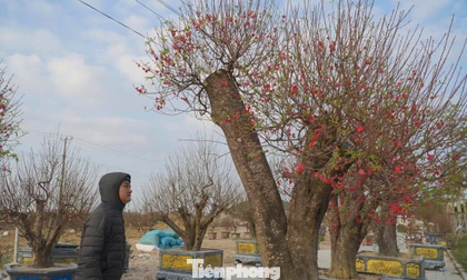 Đào cổ thụ, bưởi Tết xuống phố