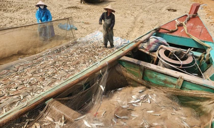 Ngư dân trúng đậm cá trích, thu tiền triệu mỗi chuyến biển