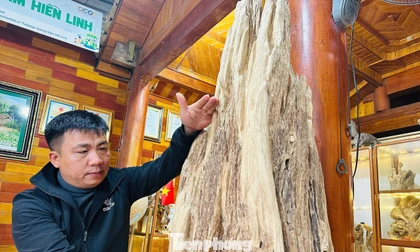 Khối gỗ trầm hương cổ thụ quý hiếm được trả giá nửa tỷ đồng ở Hà Tĩnh