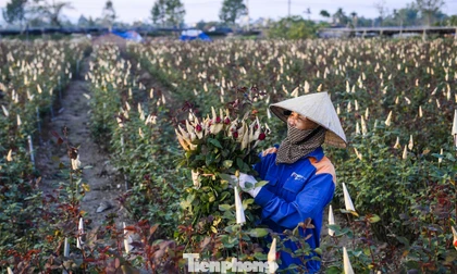 Người dân vựa hoa Đông Cương thức đêm thắp đèn, cứu hoa khỏi rét