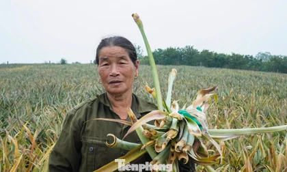 Hàng trăm ha dứa chết thối gốc, nông dân điêu đứng