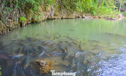 Thêm một hang 'cá thần' giữa đại ngàn xứ Thanh