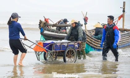 4h sáng ra biển, 8h thuyền vào bờ đầy ắp sứa tươi ngon 