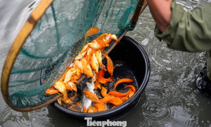 Làng cá chép đỏ xứ Thanh tất bật trước ngày Tết ông Công, ông Táo