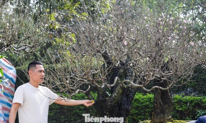 Đào ‘khủng’ xuống phố, có gốc giá thuê đến cả trăm triệu đồng