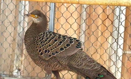 Dân bản mang cá thể gà tiền mặt vàng quý hiếm giao nộp công an