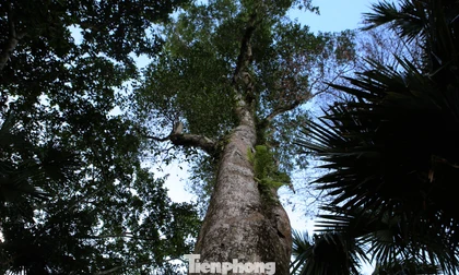 Những cây dó bầu quý hiếm ở Hà Tĩnh