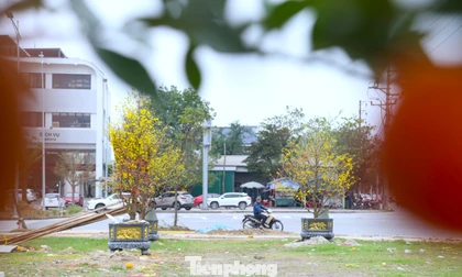 Đào, mai ế ẩm nằm dài bên đường sau Tết