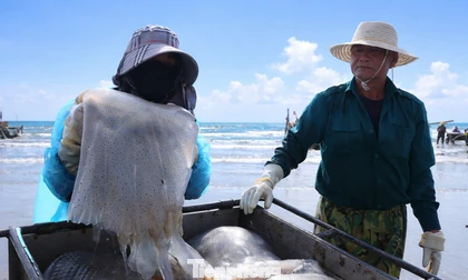 Nhộn nhịp mùa sứa ở bãi ngang xứ Nghệ 