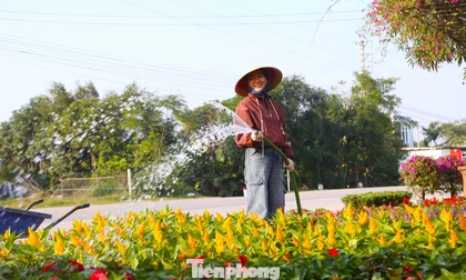 Làng hoa, cây cảnh Nghệ An tất bật cho vụ mùa lớn nhất trong năm 