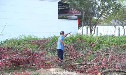 Xót xa hàng trăm cành đào bị chặt bỏ, chất đống bên đường
