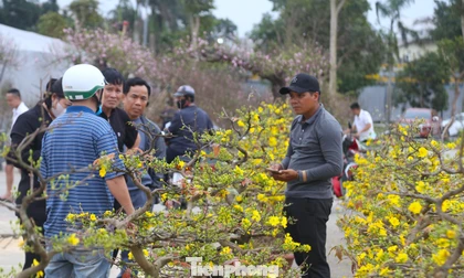Mai vàng khoe sắc rực rỡ hút khách cận Tết