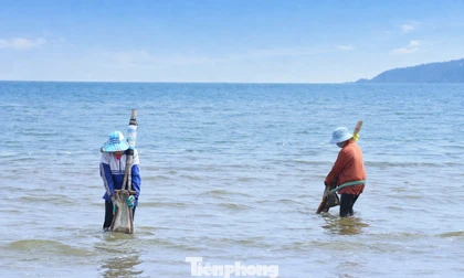 'Đi giật lùi' ở biển Cửa Lò, đổi sức kiếm từng mẻ ngao mưu sinh