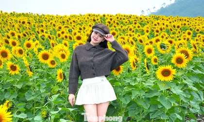Bạn trẻ check-in ‘biển hoa mặt trời’ lớn nhất Việt Nam