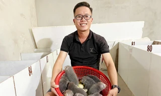 Kỹ sư cơ khí bỏ việc lương cao, về quê nuôi 'con đặc sản' thu bộn tiền