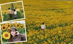 Mãn nhãn cánh đồng hướng dương vào mùa nở rộ: Góc “sống ảo” tuyệt đối điện ảnh