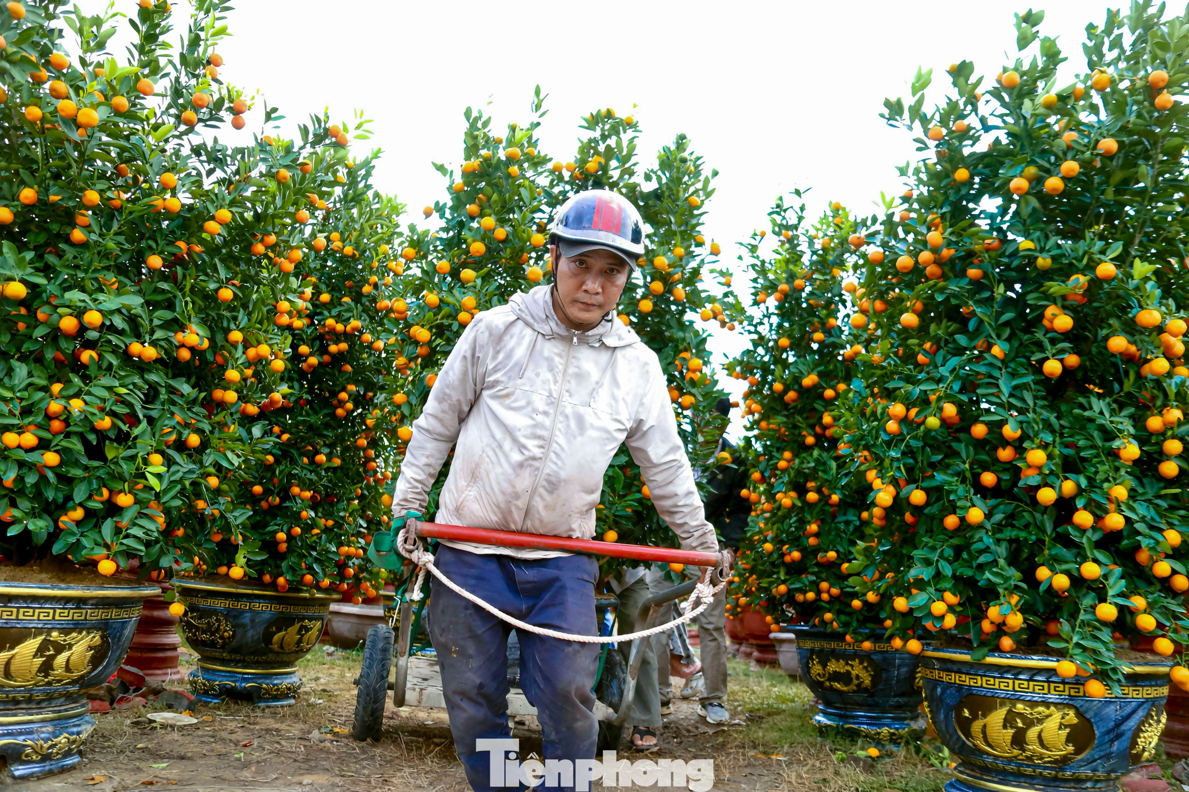 Đà Nẵng Nhộn Nhịp Với Nghề Chở Cây Thuê Dịp Tết: Thu Nhập Hấp Dẫn Từ Những Chuyến Xe Xuân