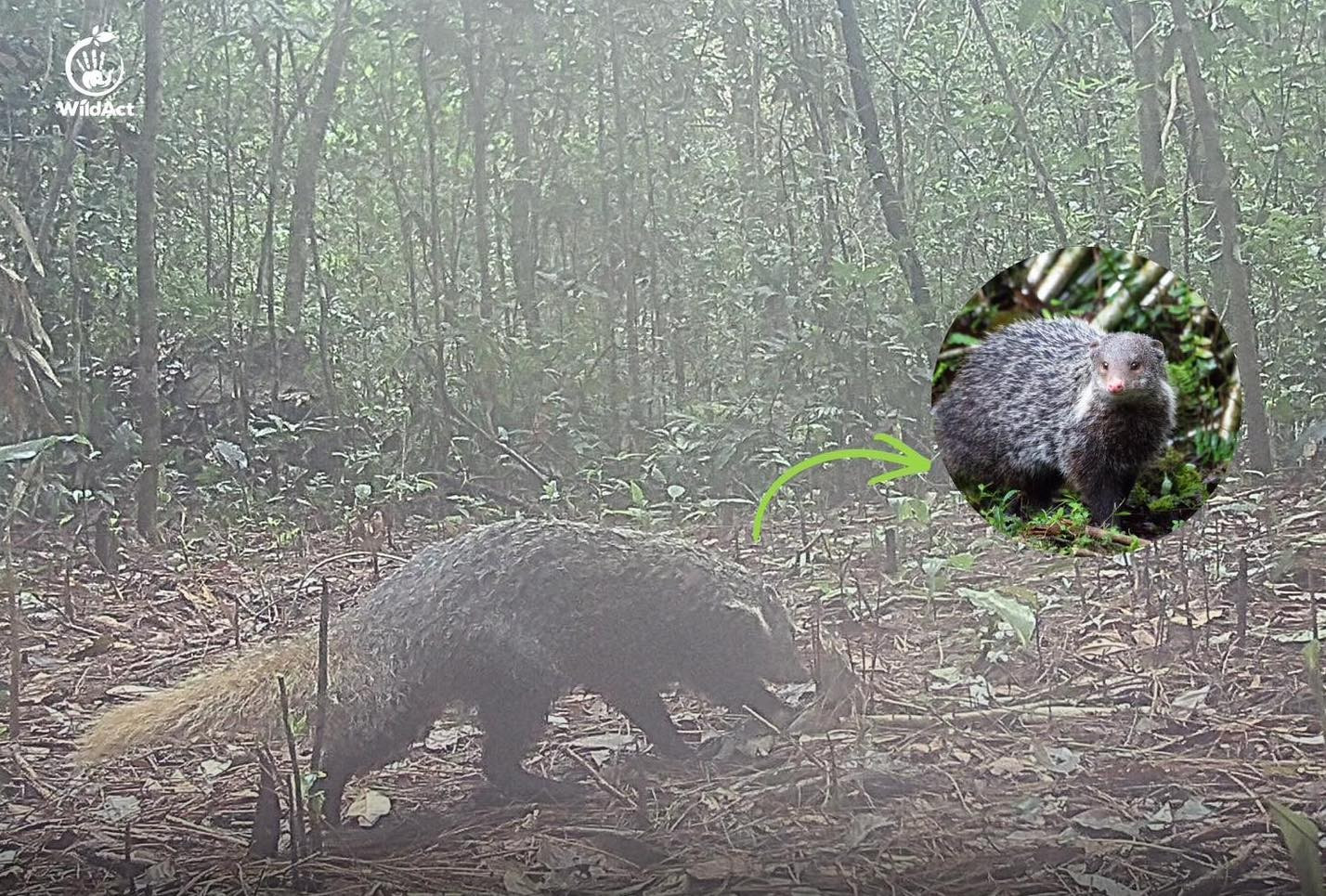 Cầy m&oacute;c cua &ndash; &ldquo;b&aacute;c sĩ thầm lặng&rdquo; của rừng gi&agrave; tại Vườn Quốc gia Chư Yang Sin, Đắk Lắk
