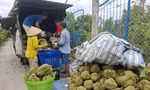 Nguyên nhân giá sầu riêng 'rẻ như bèo'