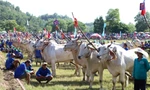 Nghẹt thở ở Hội đua bò Bảy Núi
