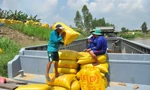 Thương nhân xuất khẩu gạo 'khát' vốn