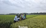 Gạo phát thải thấp: Tuyệt đối tránh 'con sâu làm rầu nồi canh' 