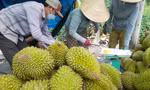Sốt ruột vì giá sầu riêng