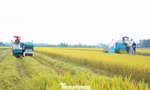 Thu hoạch lúa trên cánh đồng Đề án 1 triệu ha lúa chất lượng cao phát thải thấp vùng ĐBSCL.