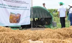 Xử lý rơm rạ sau thu hoạch để giảm ô nhiễm, phát triển nông nghiệp xanh
