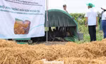 Xử lý rơm rạ sau thu hoạch để giảm ô nhiễm, phát triển nông nghiệp xanh