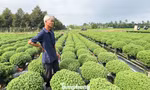 Người trồng cúc mâm xôi lo mất Tết