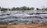 Vĩnh Long nghiên cứu di dời dân khu vực gần bãi rác An Hiệp