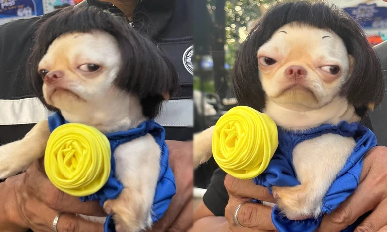 Loạt ảnh chú cún "tỏ thái độ" gây bão mạng, danh tính người chụp cùng gây bất ngờ