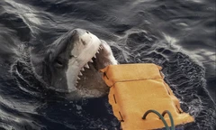 Liệu những bộ đồ lặn 'chống cắn' có thể giúp bảo vệ các vận động viên lướt sóng khỏi cá mập hay không? 