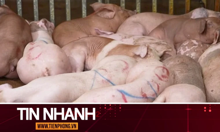 TIN NHANH: Ăn phải thịt lợn nhiễm tả châu Phi sẽ nguy hiểm thế nào?