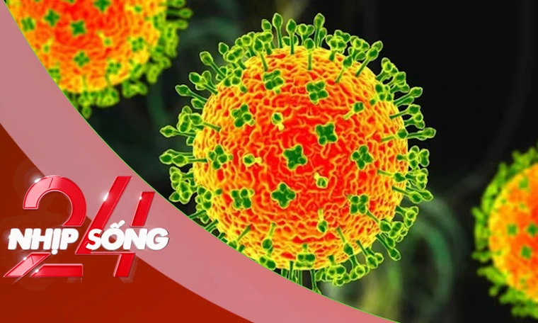 NHỊP SỐNG 24: Virus Nipah có thật sự đáng sợ - chuyên gia phân tích điều quan trọng nhất