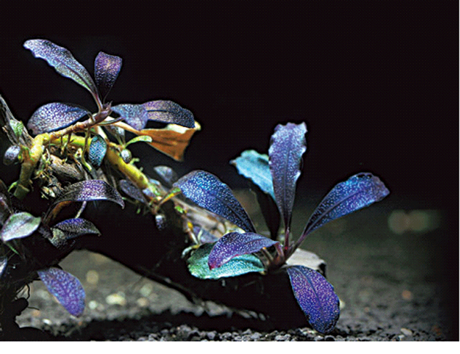 Ngọn cây Bucep 'bóng ma' giá tiền triệu.