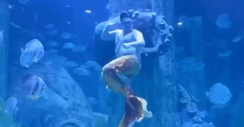 'Chàng tiên cá' hơn 100kg ở Nha Trang gây sốt với màn lắc bụng hài hước