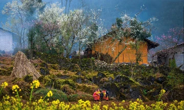 Lạc bước giữa những màu hoa sặc sỡ ở cao nguyên Đồng Văn 