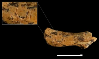 Vết cắt trên xương cổ hé lộ nghi thức ăn thịt người tiền sử