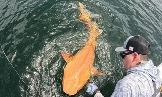 Lần đầu tiên phát hiện cá mập màu vàng cam ở vùng biển Caribe