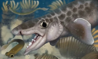 Phát hiện hoá thạch loài cá mập cổ đại trong hệ thống hang động dài nhất thế giới