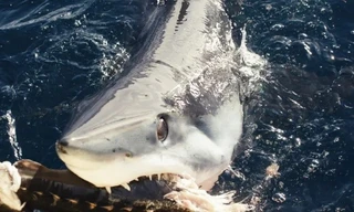 Xuất hiện cá mập mako đen kỳ lạ ngoài khơi Mỹ: Bí ẩn chưa lời giải