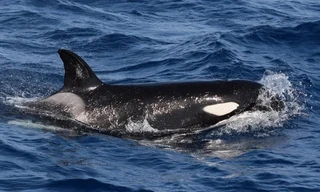 Cá voi sát thủ lại tấn công tàu thuyền ở châu Âu