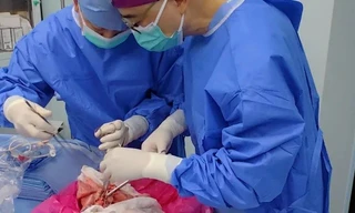 Ca ghép phổi đầu tiên từ lợn sang người ở Trung Quốc