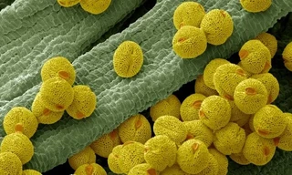 Có thể biến phấn hoa thành giấy