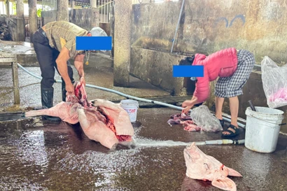 Chủ lò mổ ‘tố’ cán bộ thú y, 'đòi' gặp chủ tịch tỉnh Quảng Trị 