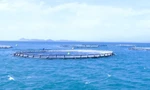 Khánh Hòa: Đột phá kinh tế biển nhờ nuôi trồng thông minh